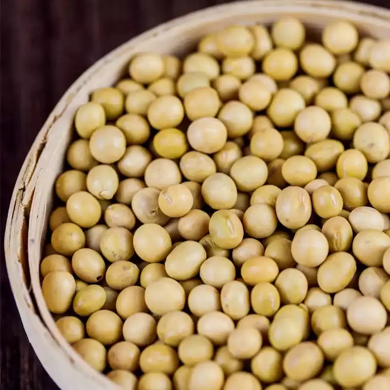 organic-soy-bean-02.webp