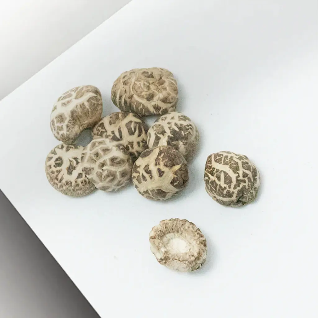 japanese-shiitake-mushroom-4cm_07.webp