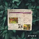 [VESPRO] Liveberries Nectar Of Wild Berries Beverage Powder (4g x 20)_03.webp