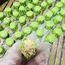 Fei-Cui-Siew-Mai-(20pcs) (500g)_04.webp